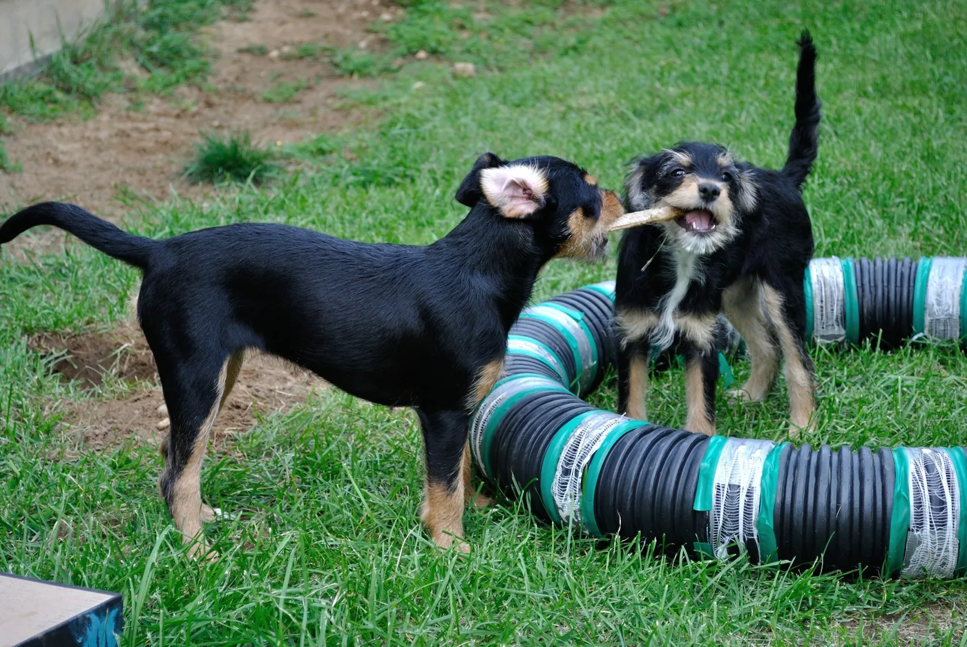 Two young puppies playing together outdoors