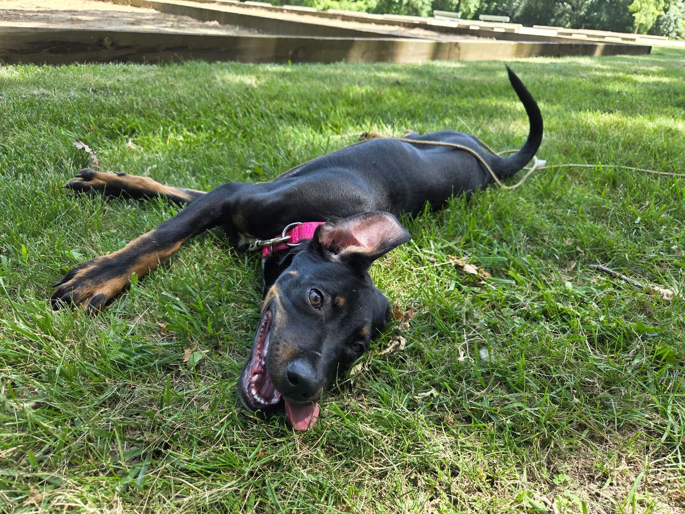A playful puppy relaxing in the grass