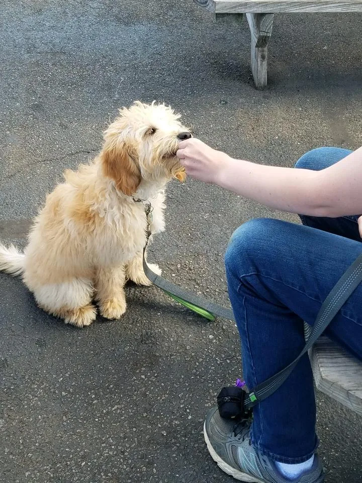A puppy calmly taking a treat during training