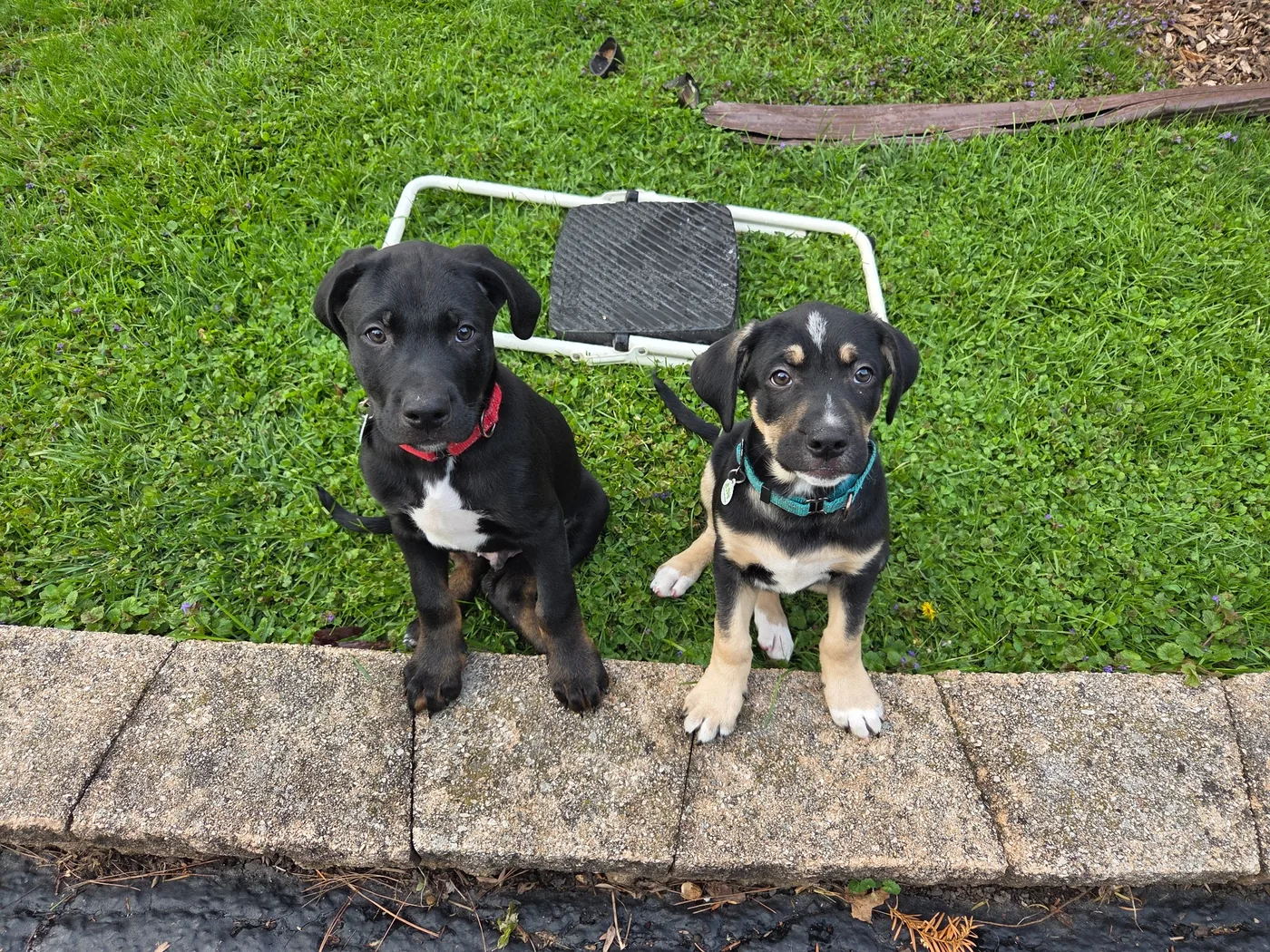 Two young puppies sitting together outdoors